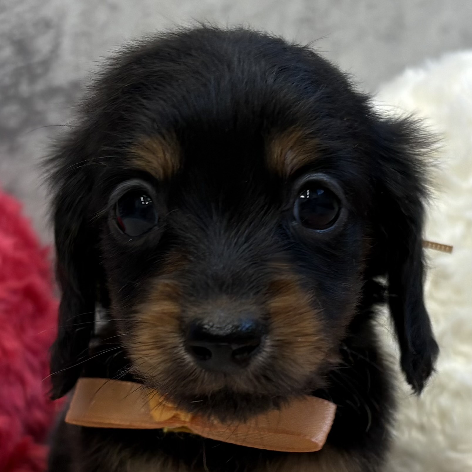 ミニチュアダックス女の子の写真
