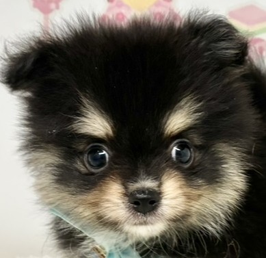 ハーフ犬男の子の写真