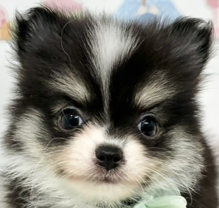 ハーフ犬女の子の写真