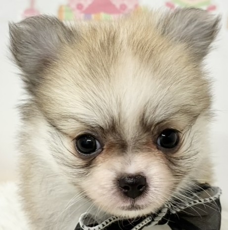 ハーフ犬女の子の写真