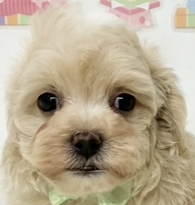 ハーフ犬女の子の写真