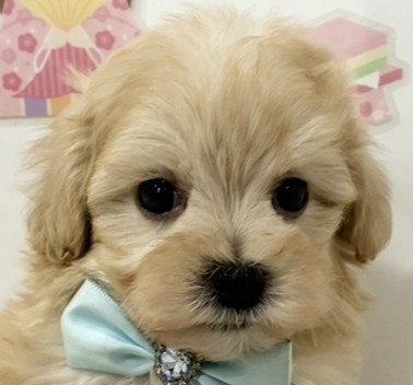 ハーフ犬男の子の写真