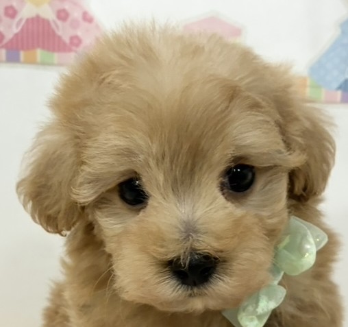 ハーフ犬男の子の写真