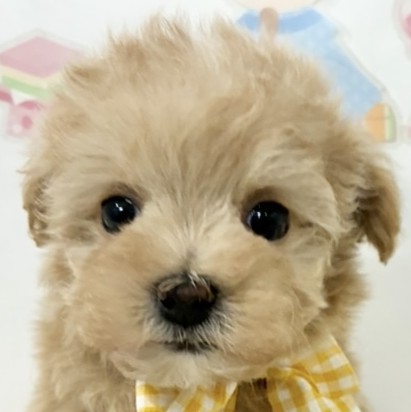 ハーフ犬女の子の写真