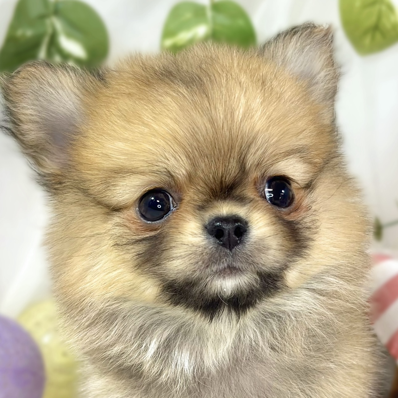 ハーフ犬女の子の写真