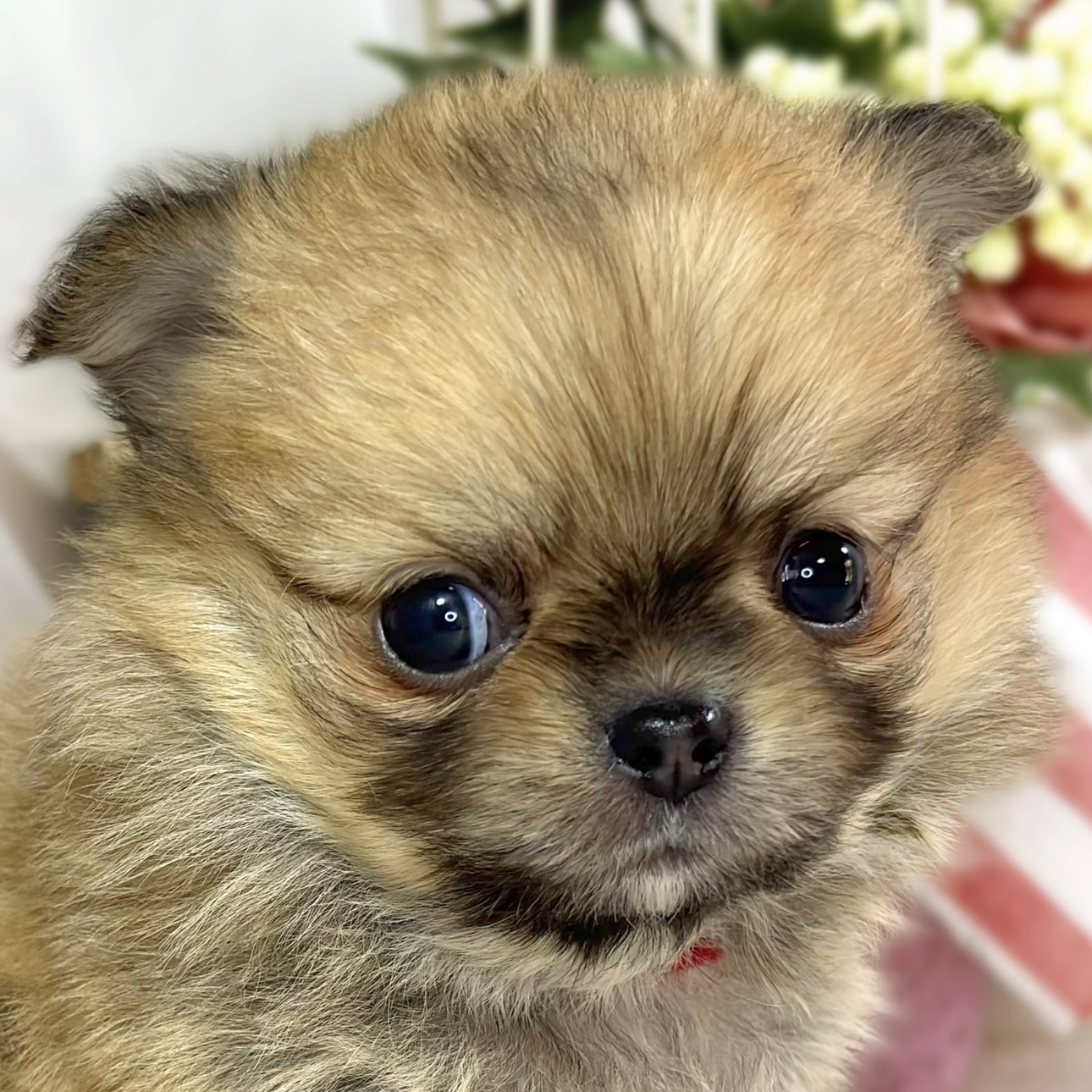 ハーフ犬女の子の写真