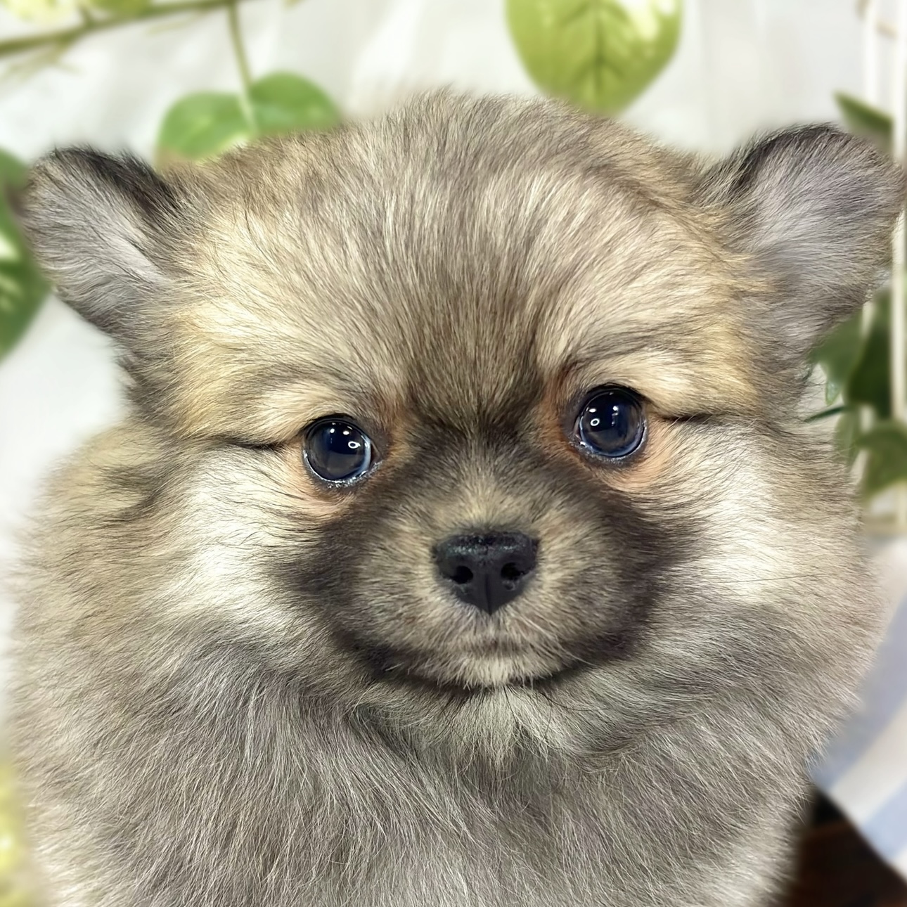 ハーフ犬女の子の写真