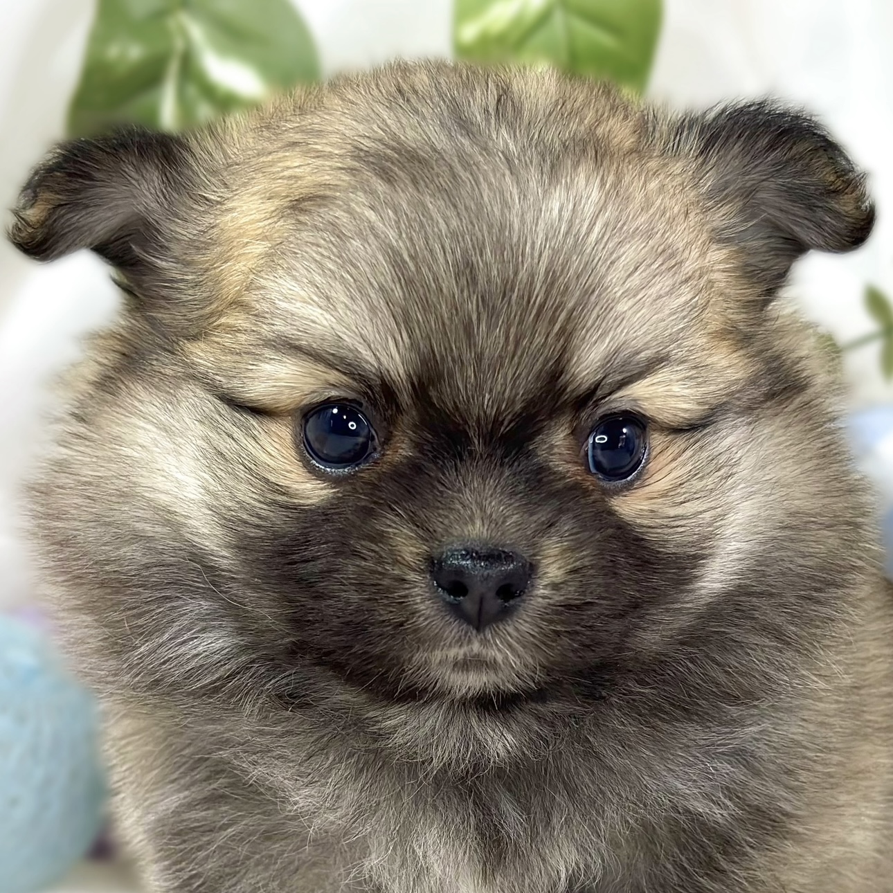 ハーフ犬女の子の写真