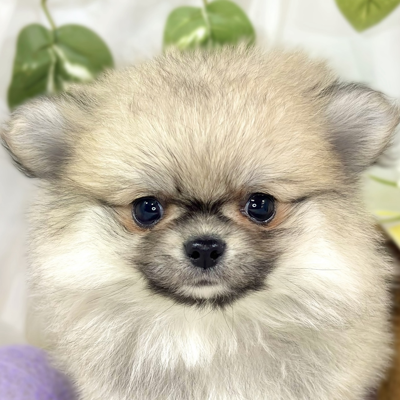 ハーフ犬男の子の写真