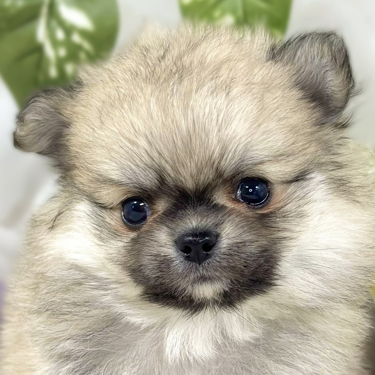 ハーフ犬男の子の写真