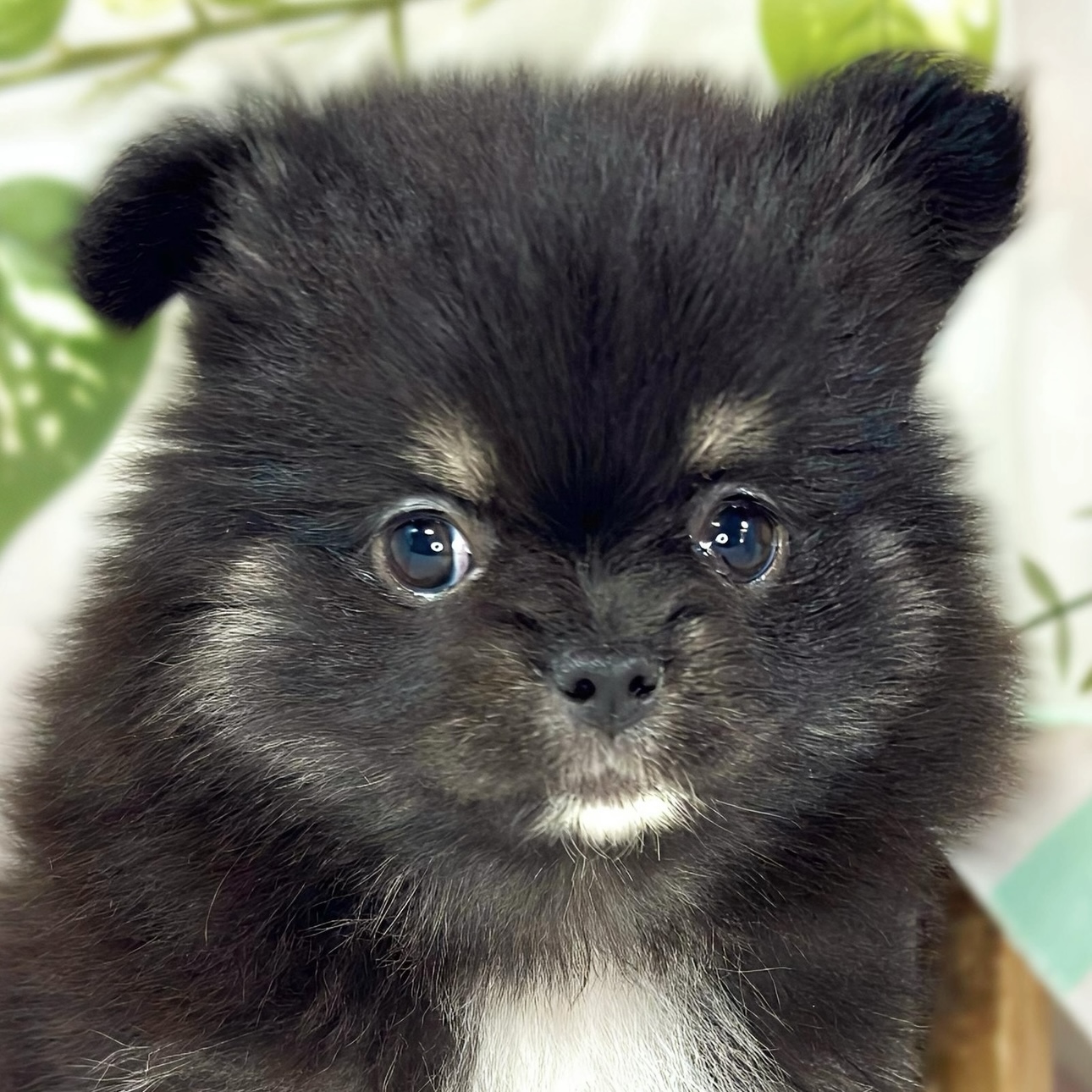 ハーフ犬女の子の写真