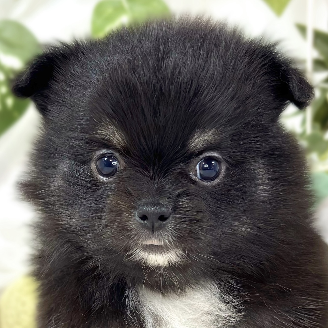 ハーフ犬女の子の写真