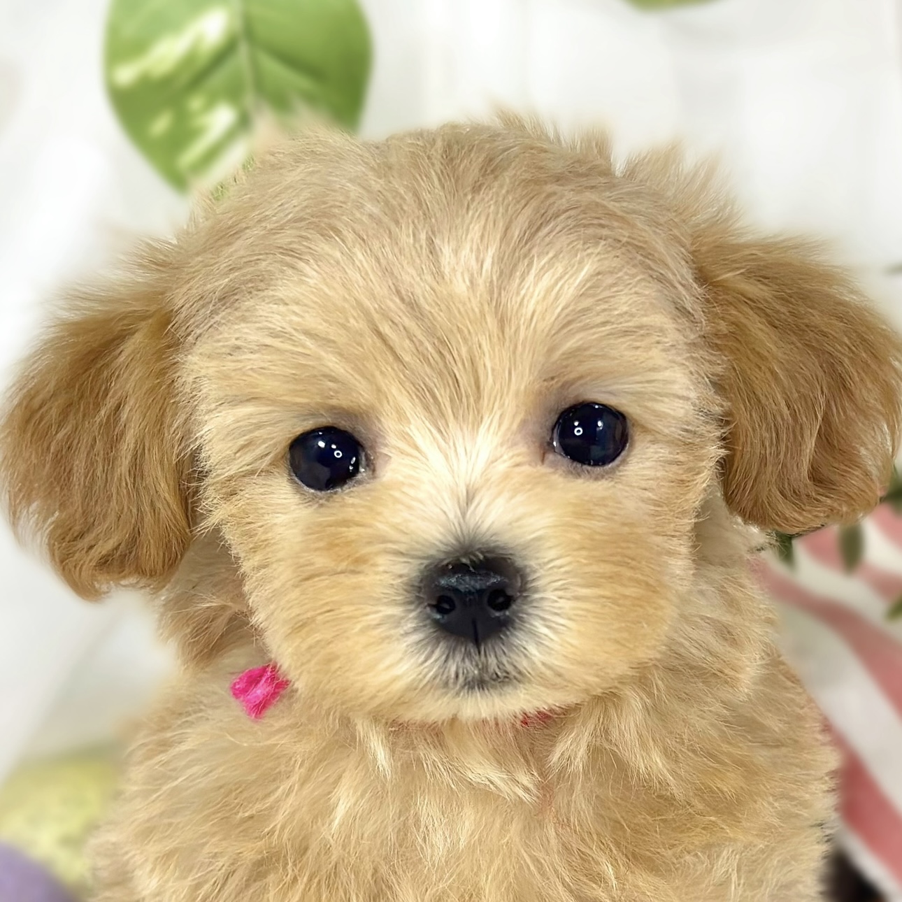 ハーフ犬女の子の写真