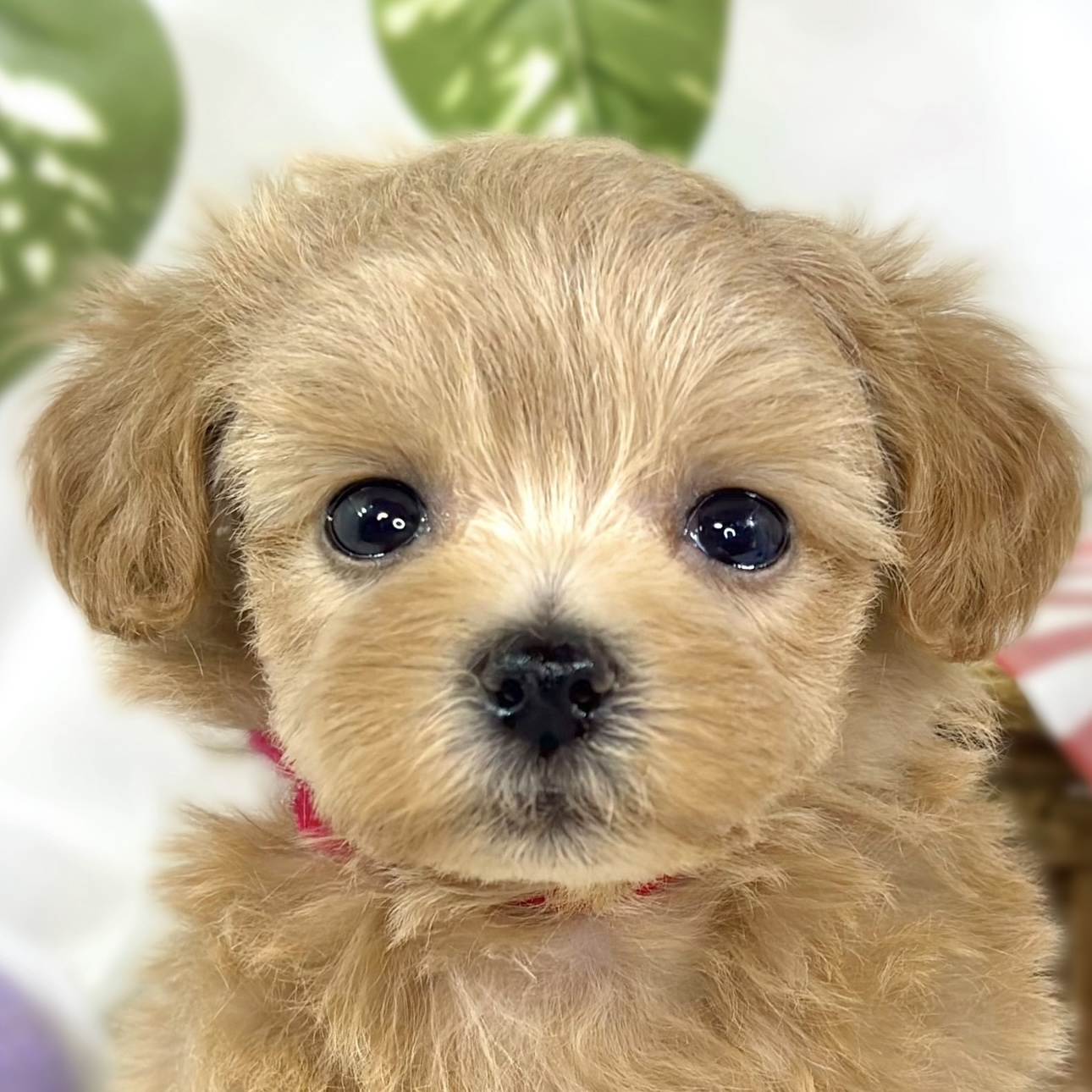 ハーフ犬女の子の写真