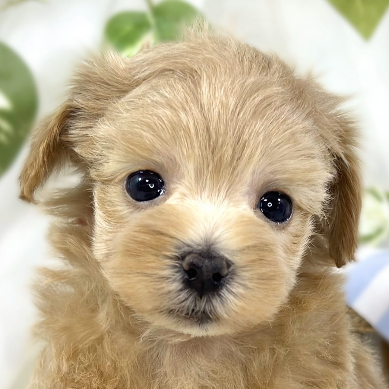 ハーフ犬男の子の写真