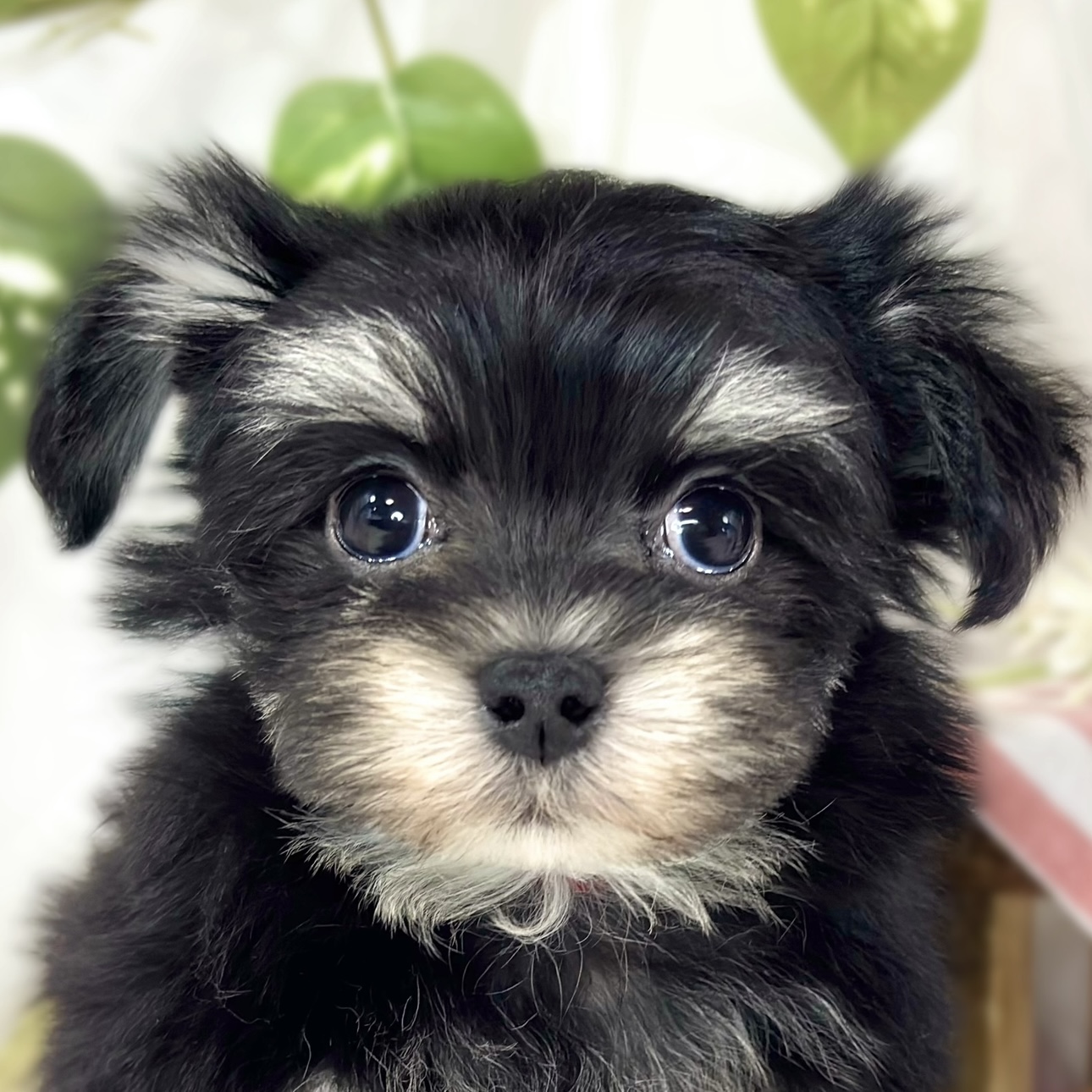 ハーフ犬男の子の写真