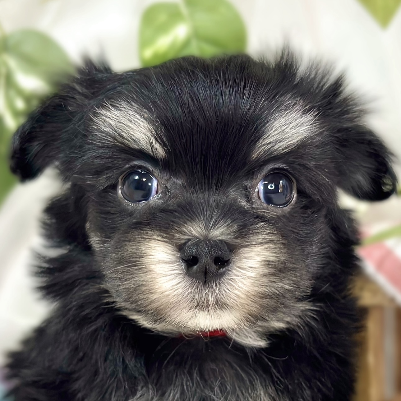 ハーフ犬男の子の写真