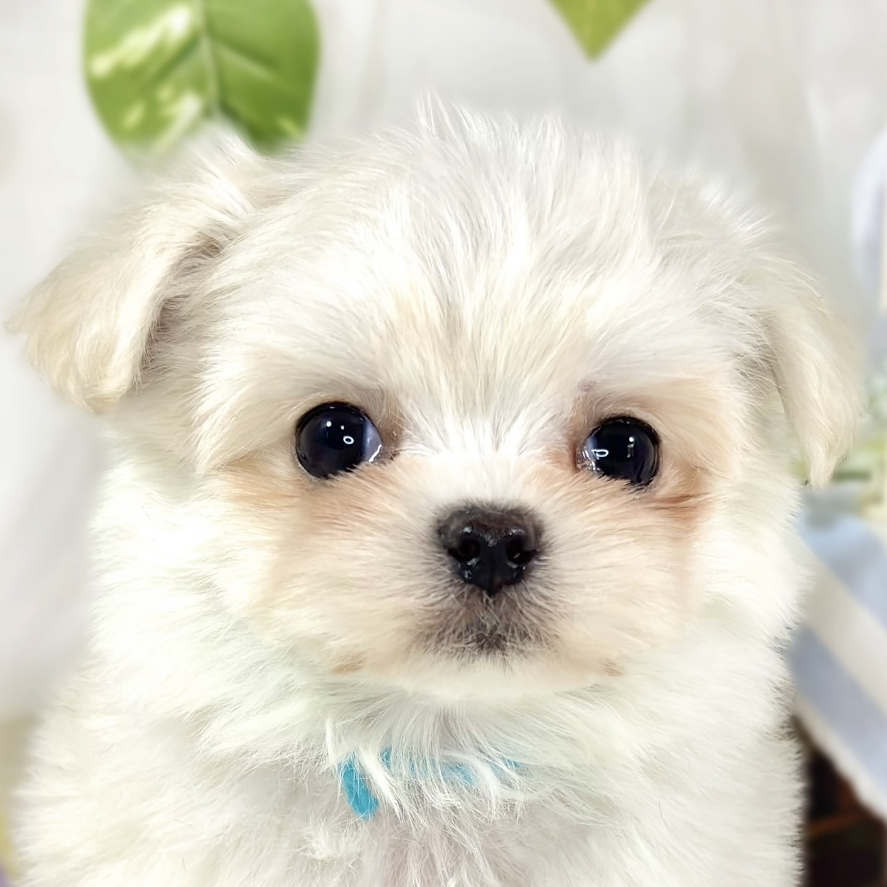 ハーフ犬男の子の写真