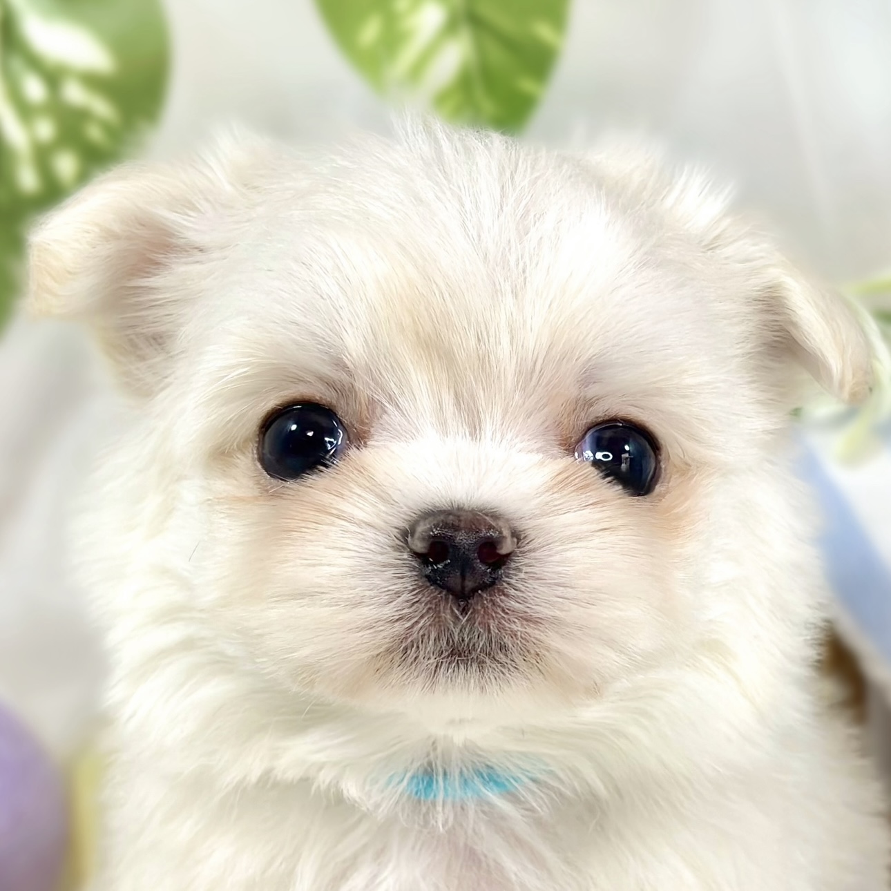 ハーフ犬男の子の写真