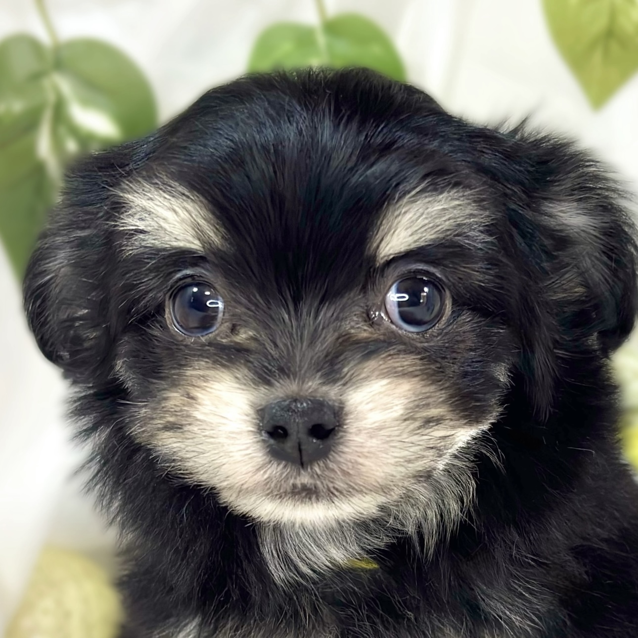 ハーフ犬男の子の写真