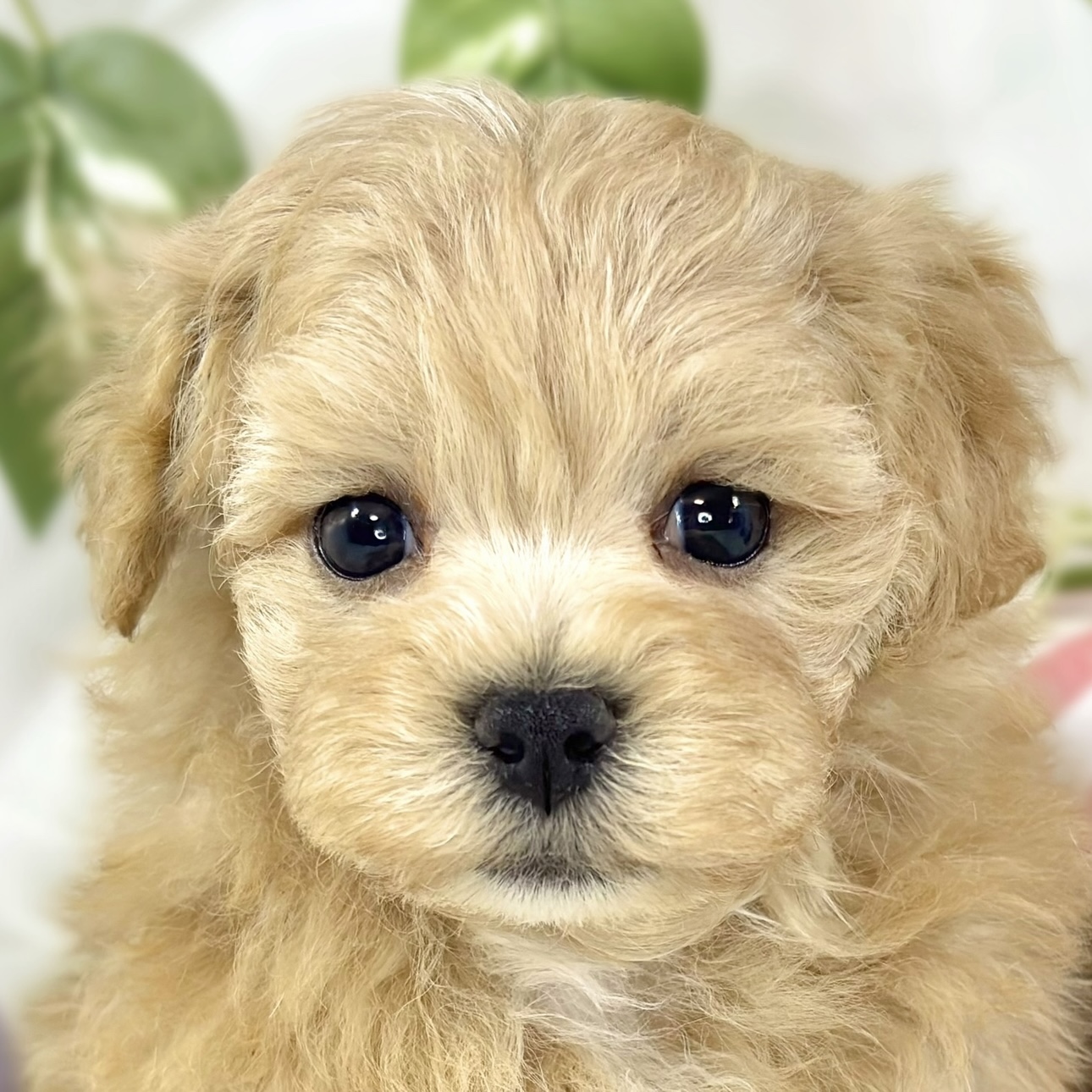 ハーフ犬男の子の写真