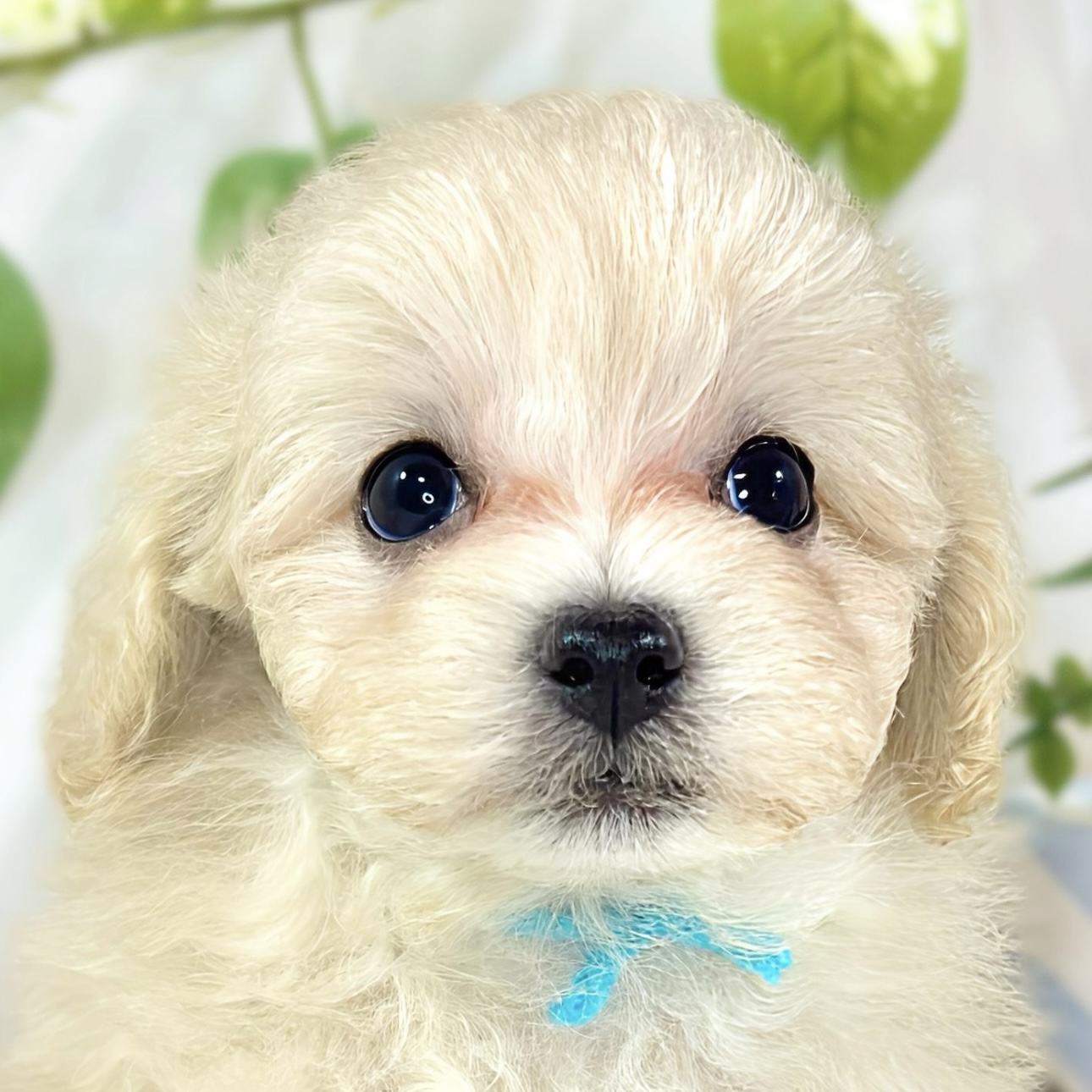 ハーフ犬女の子の写真