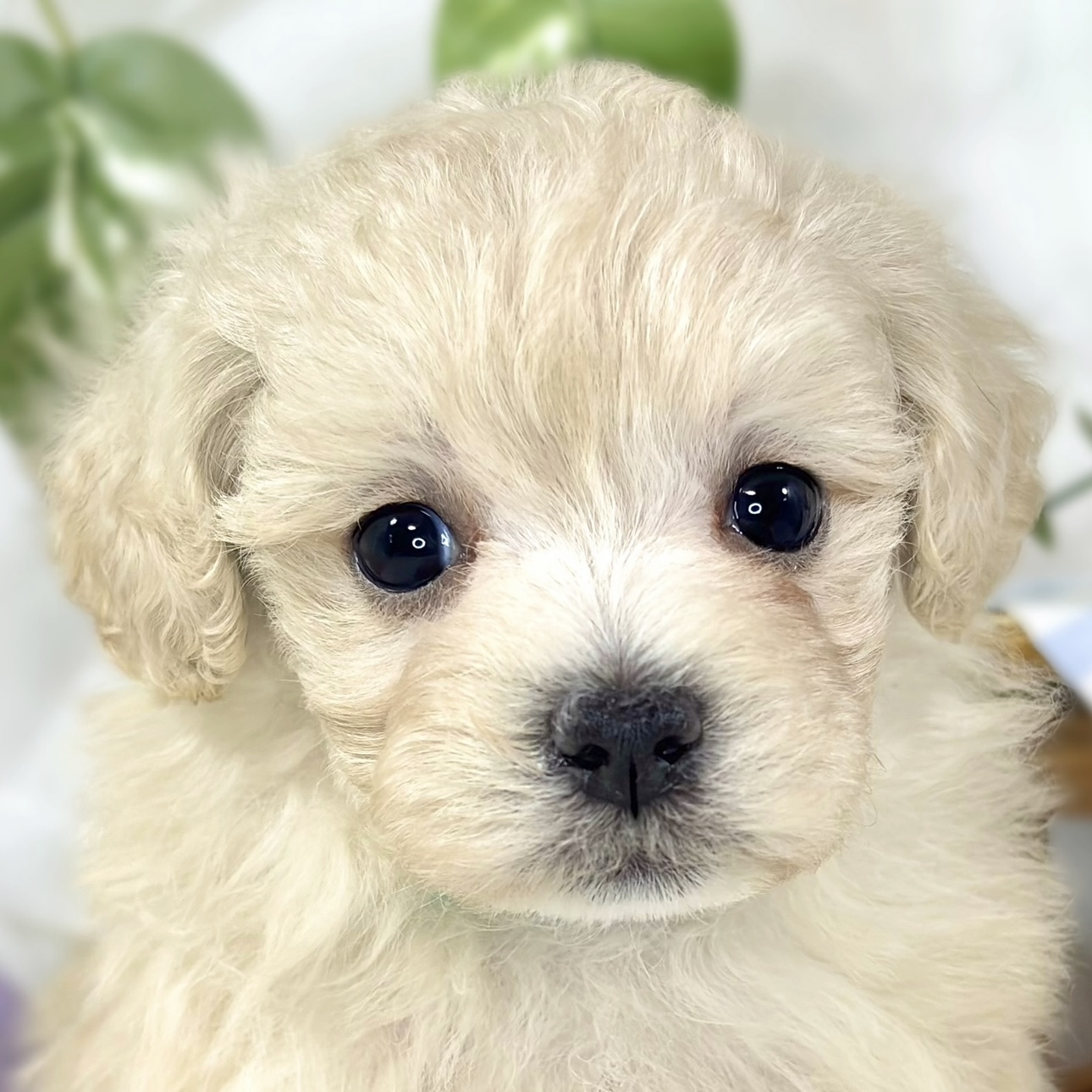 ハーフ犬女の子の写真