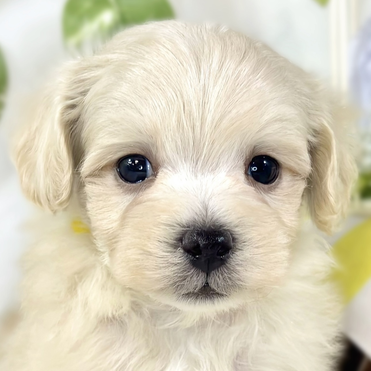 ハーフ犬男の子の写真