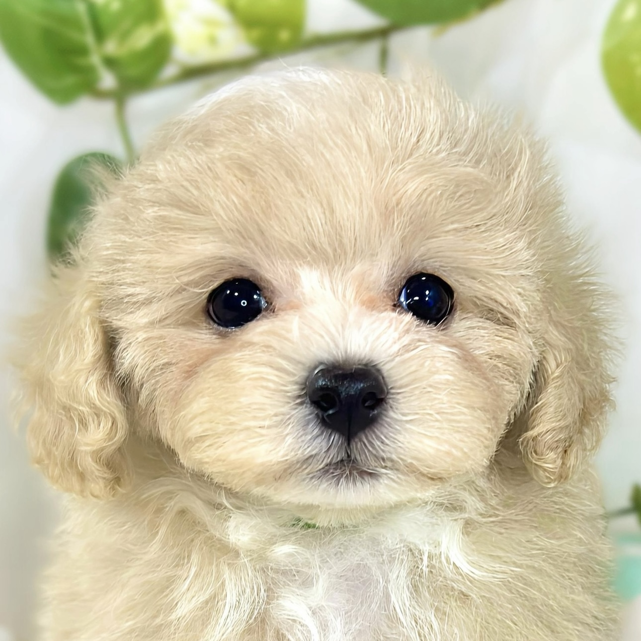 ハーフ犬女の子の写真