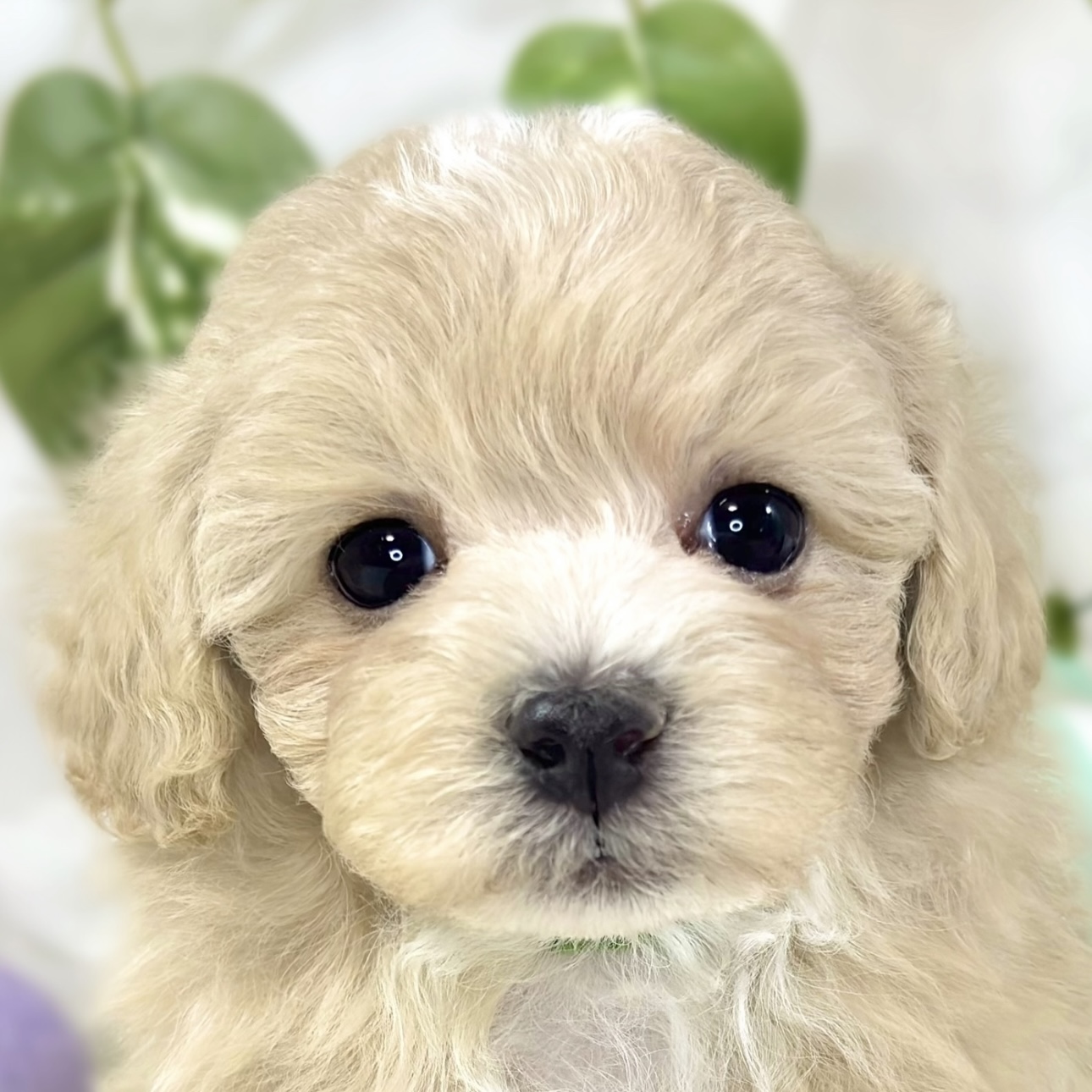 ハーフ犬女の子の写真