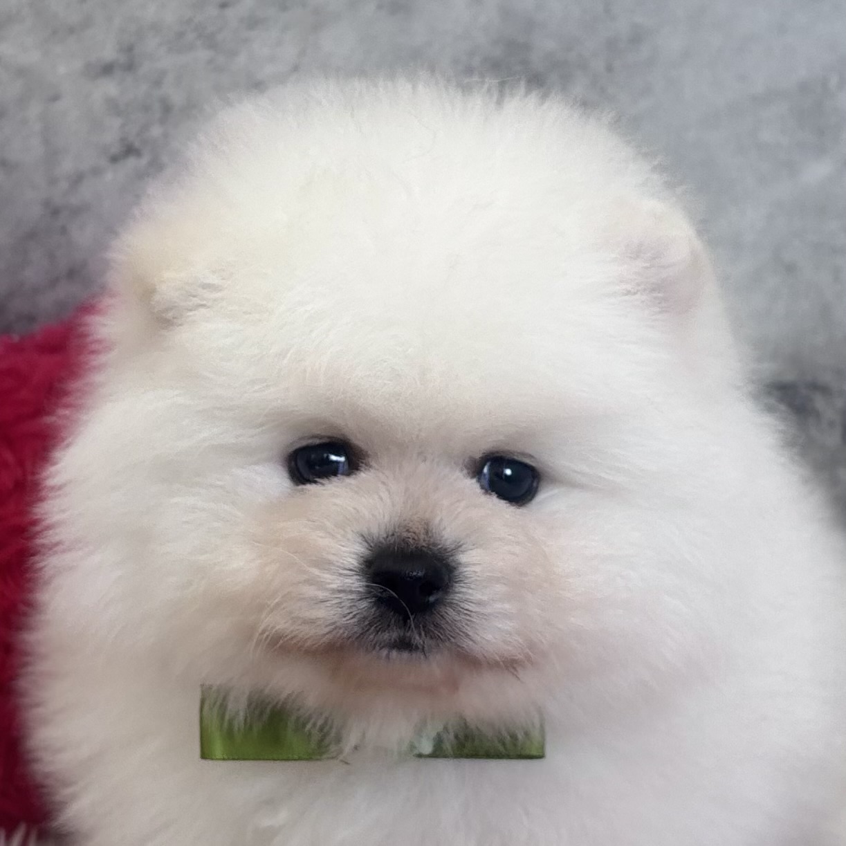 ポメラニアン男の子の写真