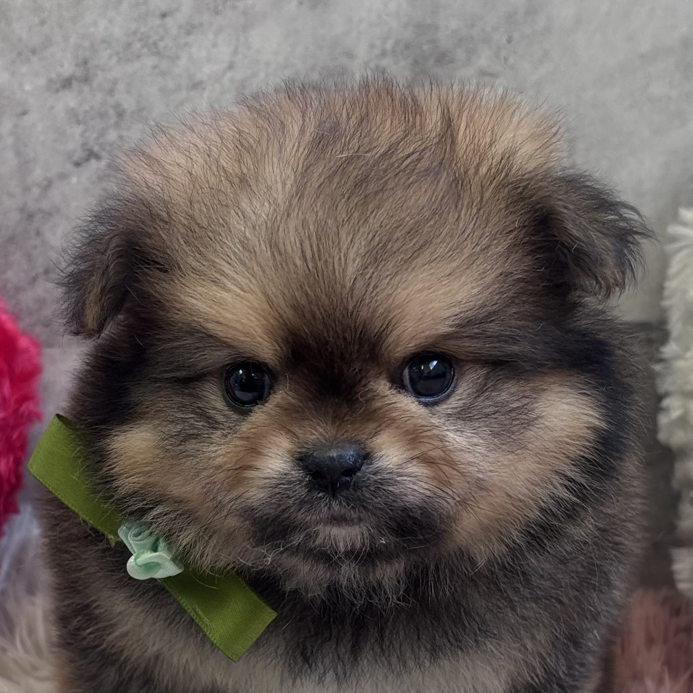 ハーフ犬男の子の写真