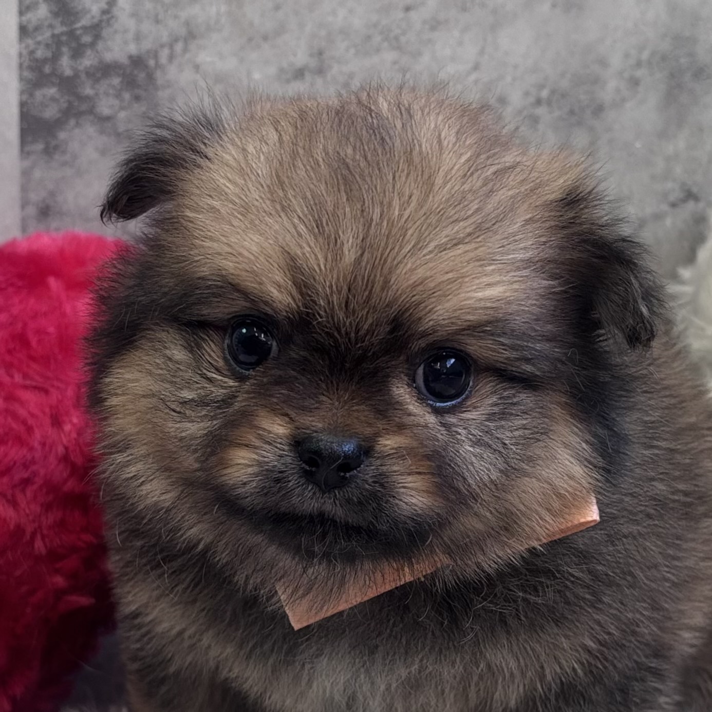 ハーフ犬女の子の写真