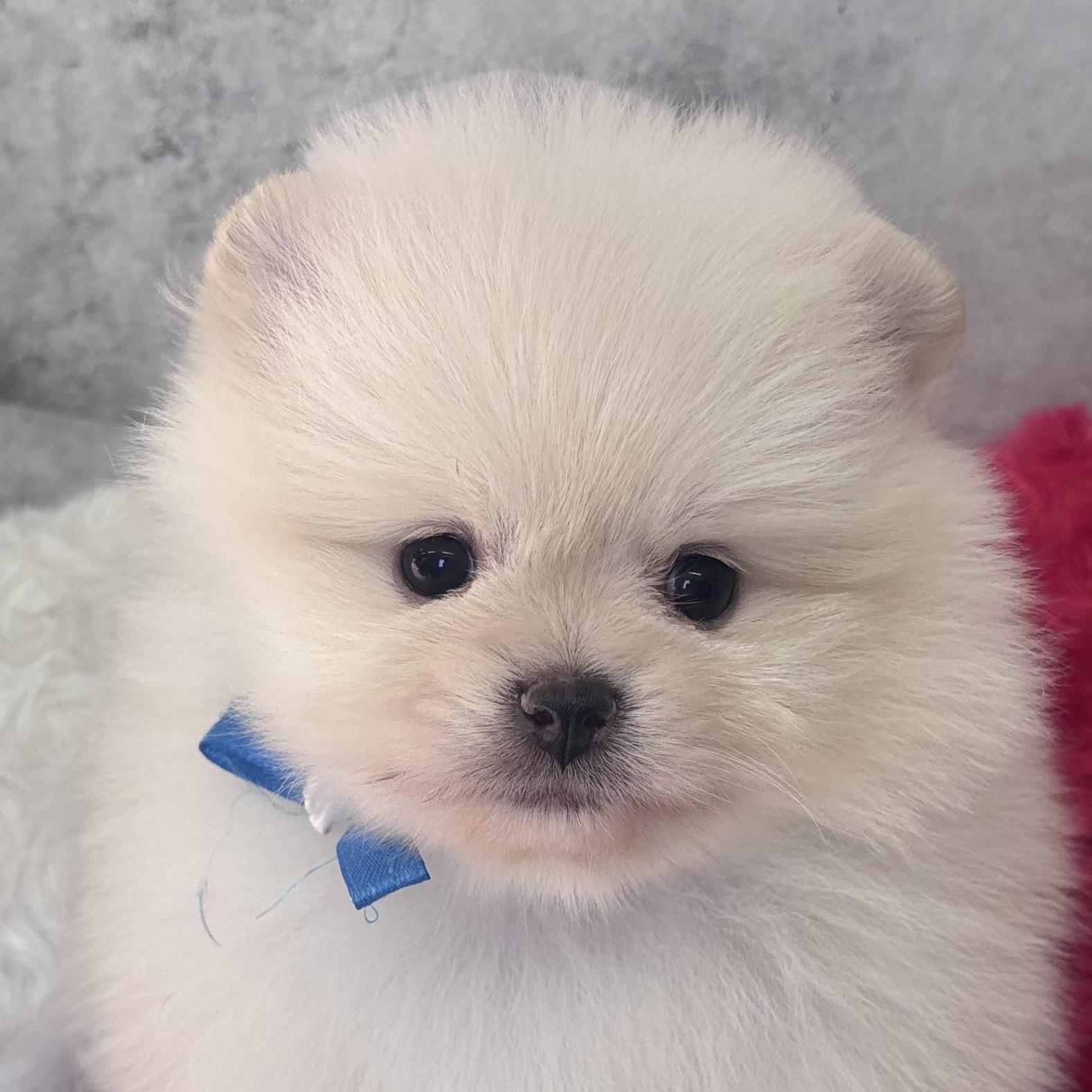 ポメラニアン女の子の写真