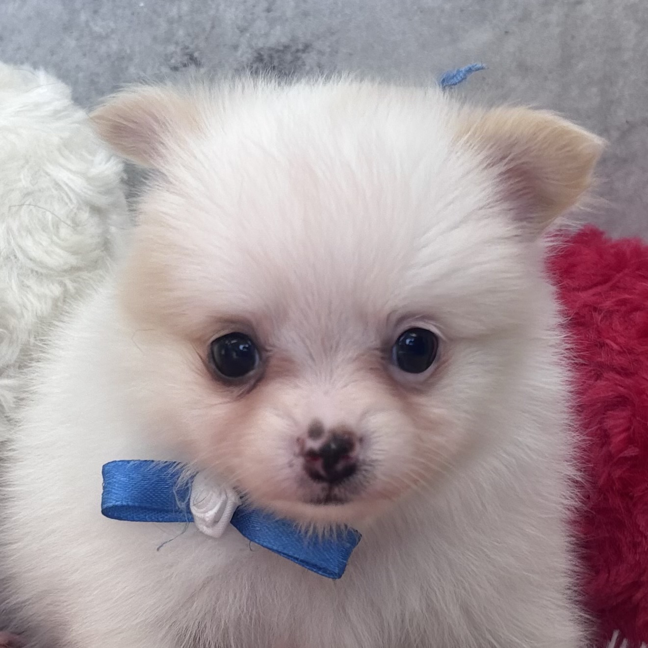 ハーフ犬女の子の写真