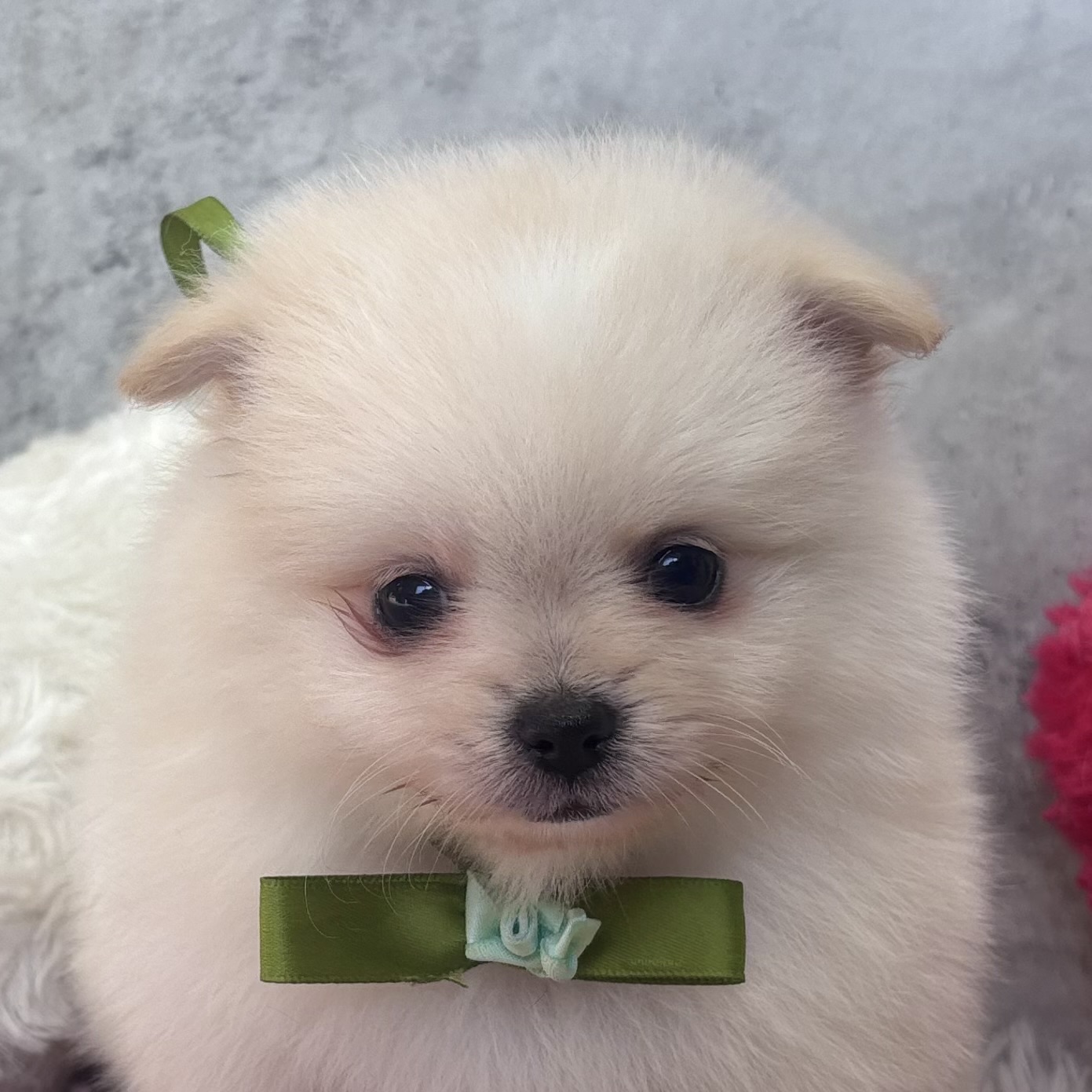 ハーフ犬男の子の写真