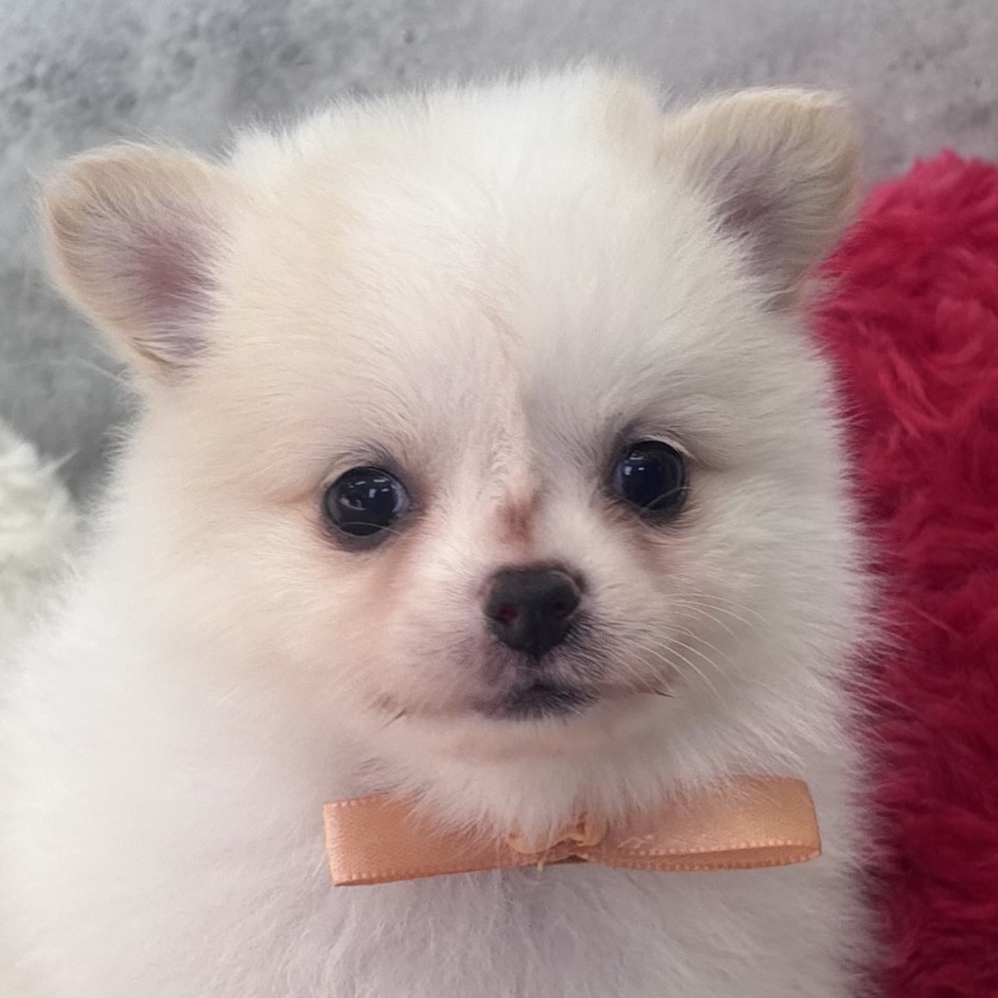 ハーフ犬女の子の写真