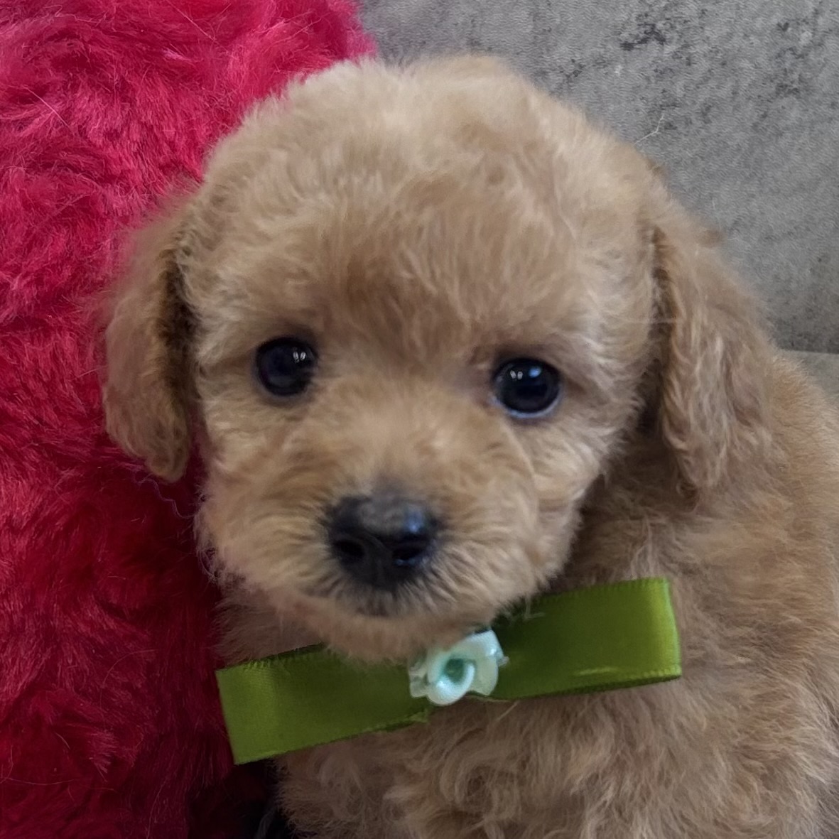 トイプードル女の子の写真