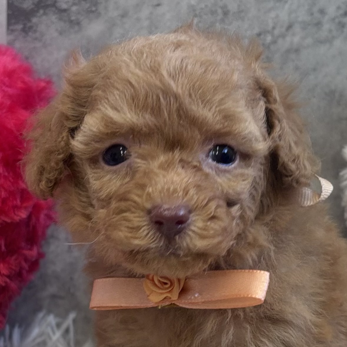 トイプードル男の子の写真