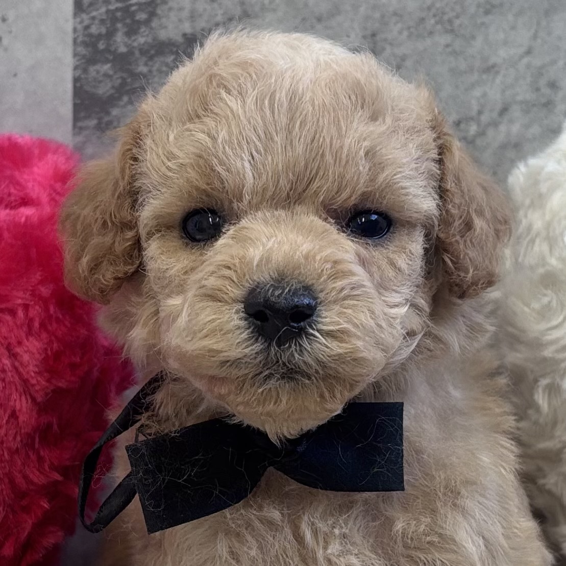 トイプードル男の子の写真