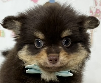 ハーフ犬男の子の写真