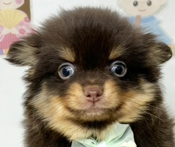 ハーフ犬男の子の写真