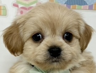 ハーフ犬女の子の写真