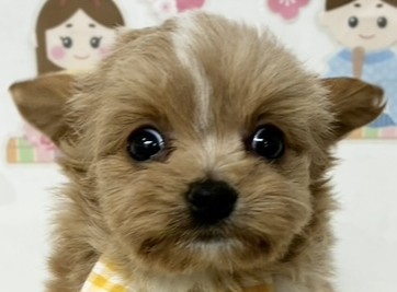 ハーフ犬女の子の写真