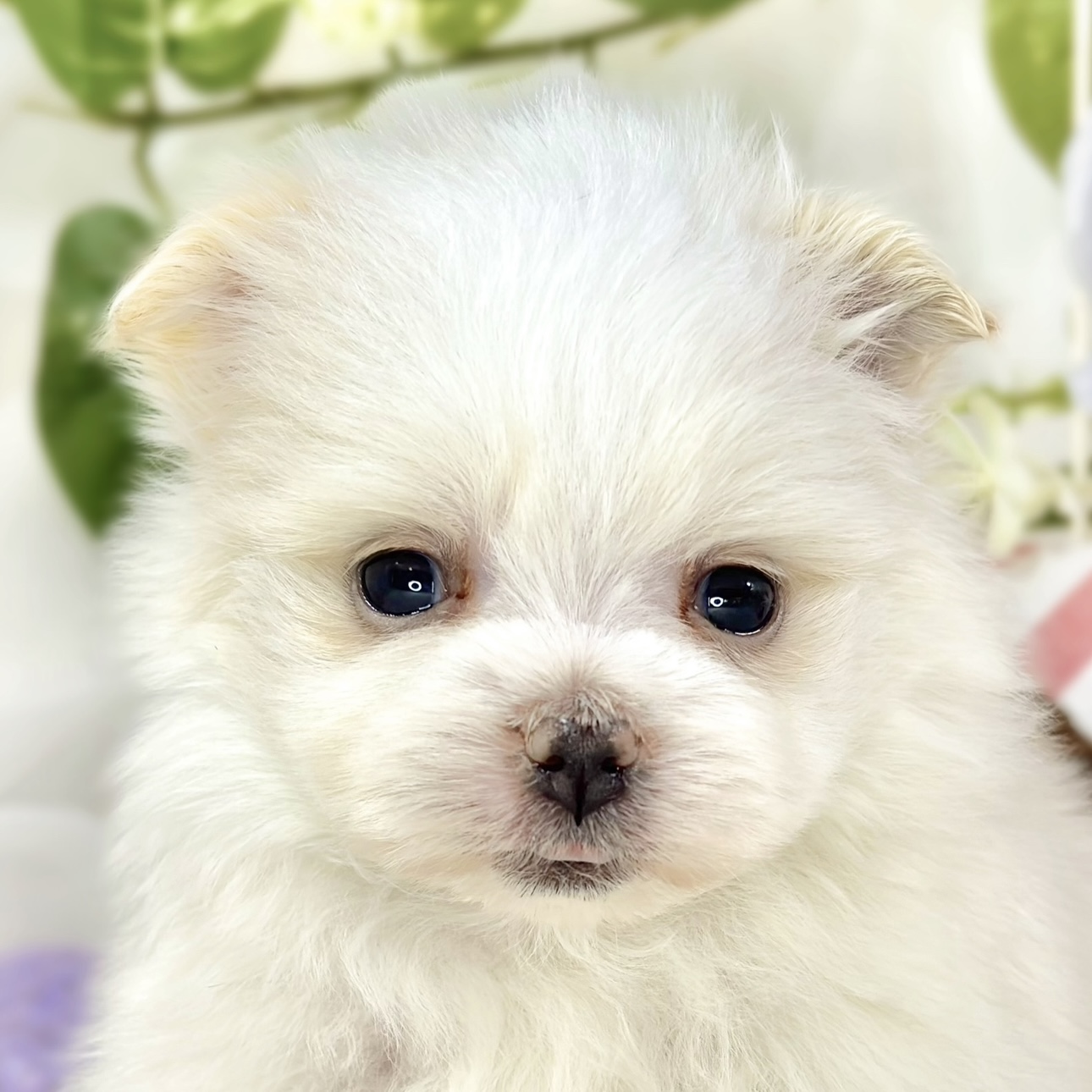 ハーフ犬男の子の写真