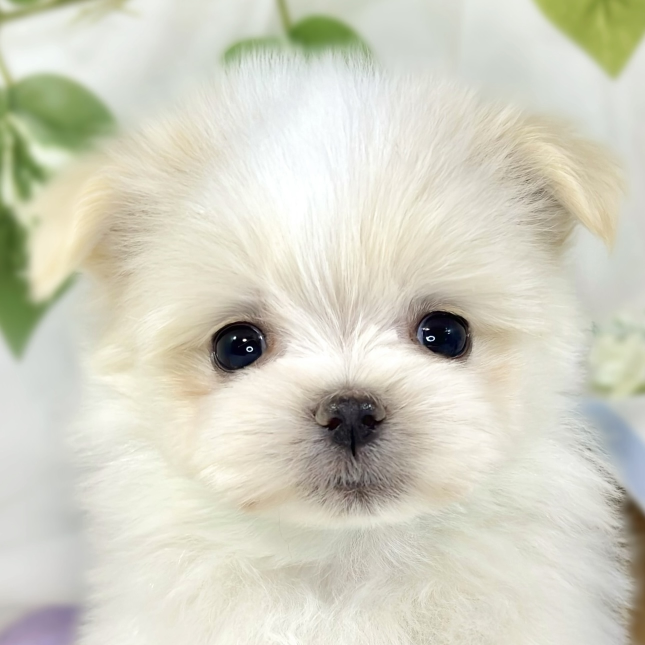 ハーフ犬男の子の写真