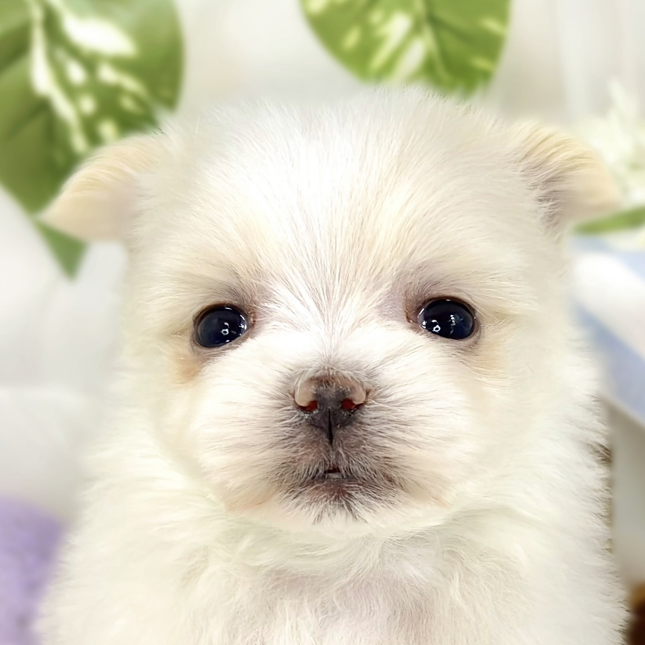 ハーフ犬男の子の写真