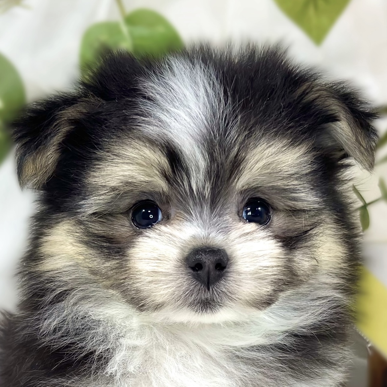 ハーフ犬女の子の写真