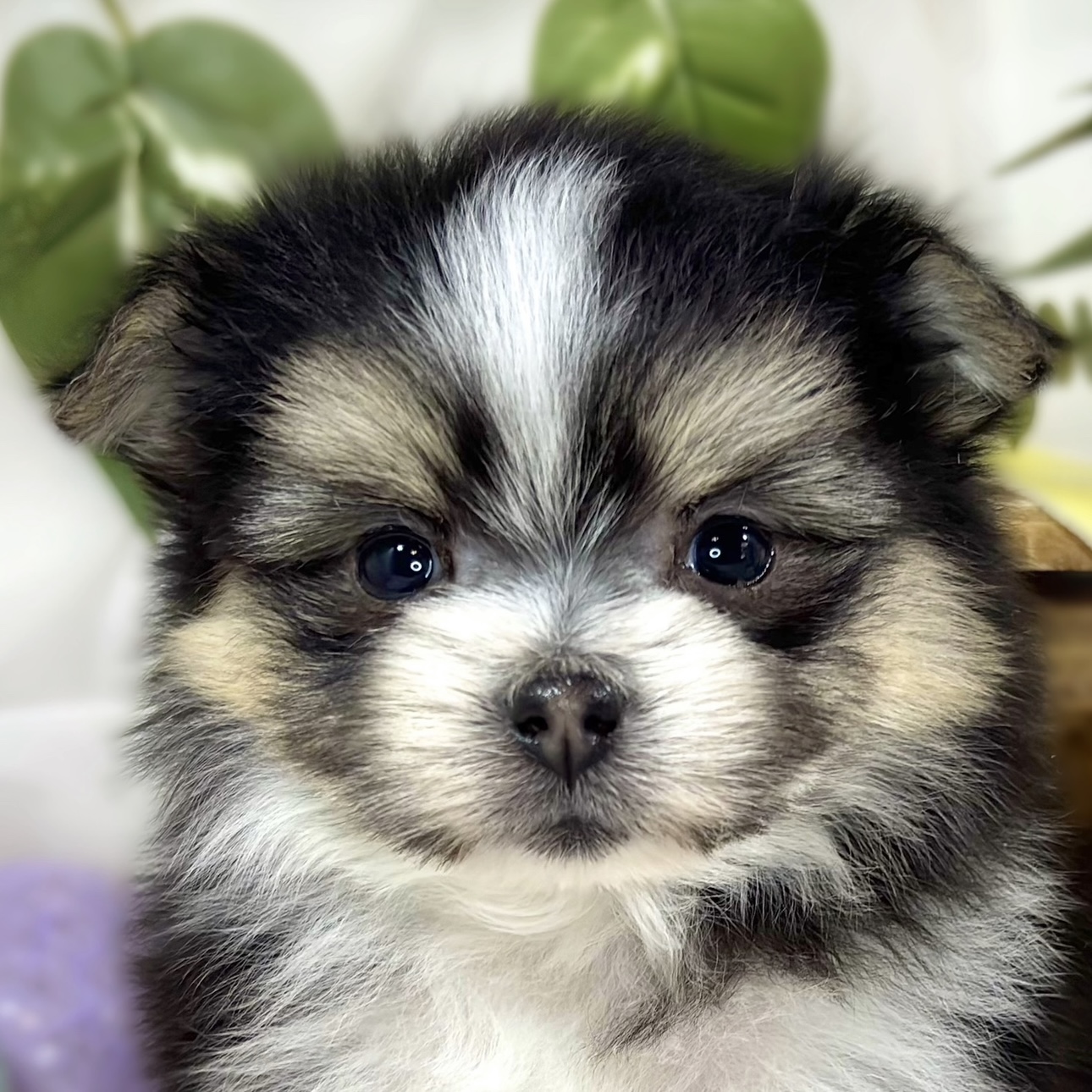 ハーフ犬女の子の写真