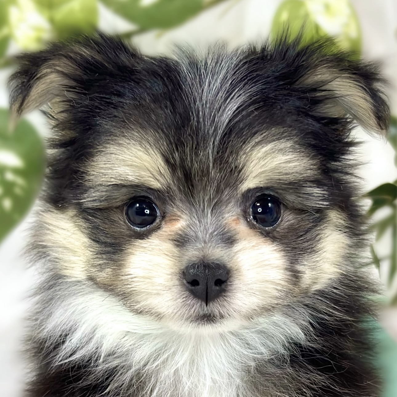 ハーフ犬女の子の写真